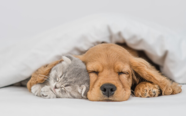 de slaap van onze huisdieren